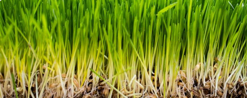 Grass